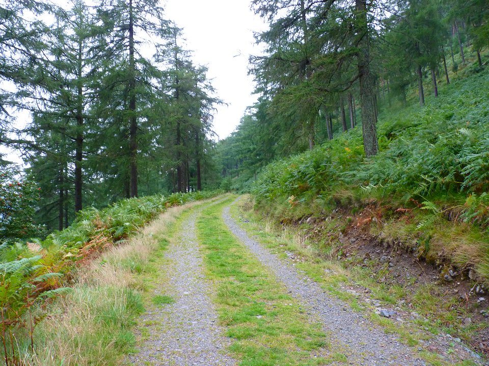 Picture courtesy of Mr K. Holden: The lovely path through the woods to the start of the climb.